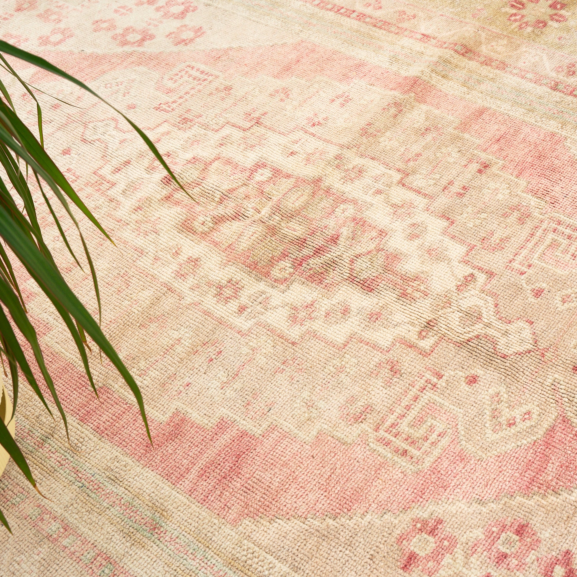 Goncalar (Blushing Blooms)