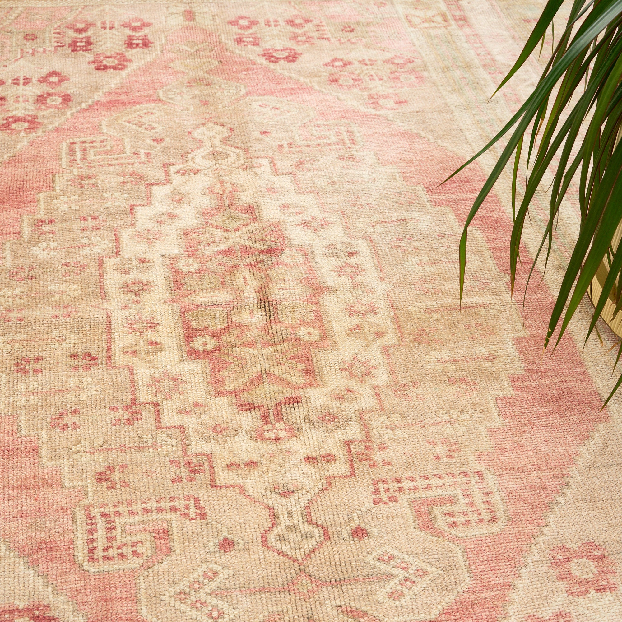 Goncalar (Blushing Blooms)